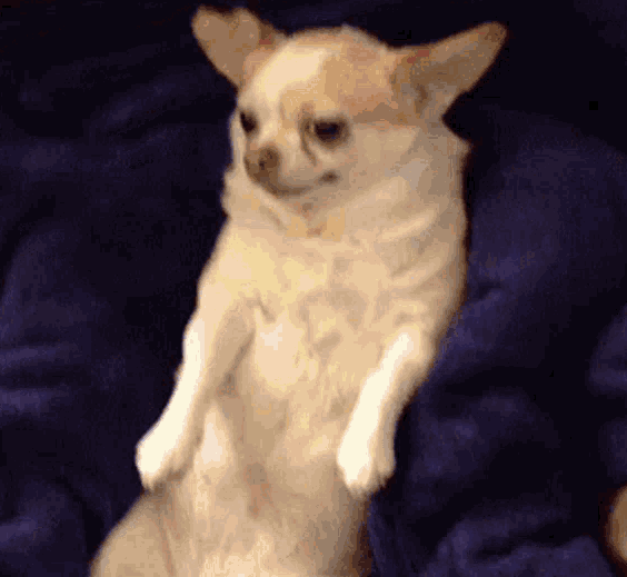 Gif of dog getting snacks thrown at him