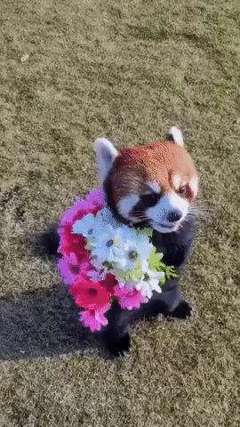Gif of red panda carrying a boquet of flowers